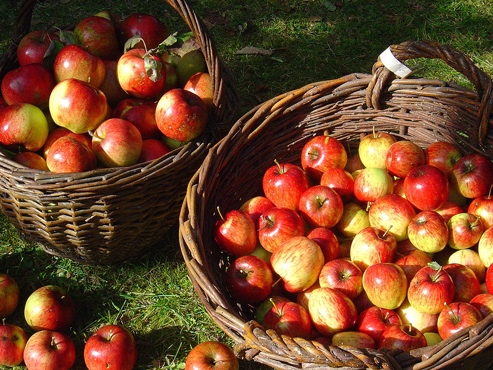 Basket with apples.